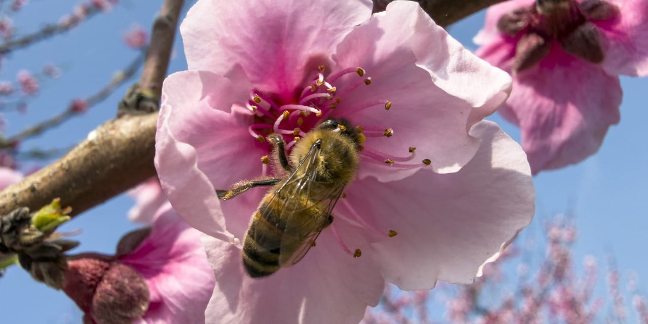Çiçek açan ağaçlar baharı müjdeliyor: Üretimin yüzde 57’si buradan geliyor