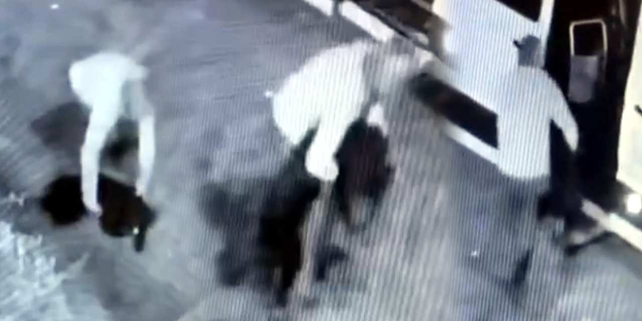 Avcılar’ın maskotu Garip’i kulübesinden kaçıran kişi yakalandı!