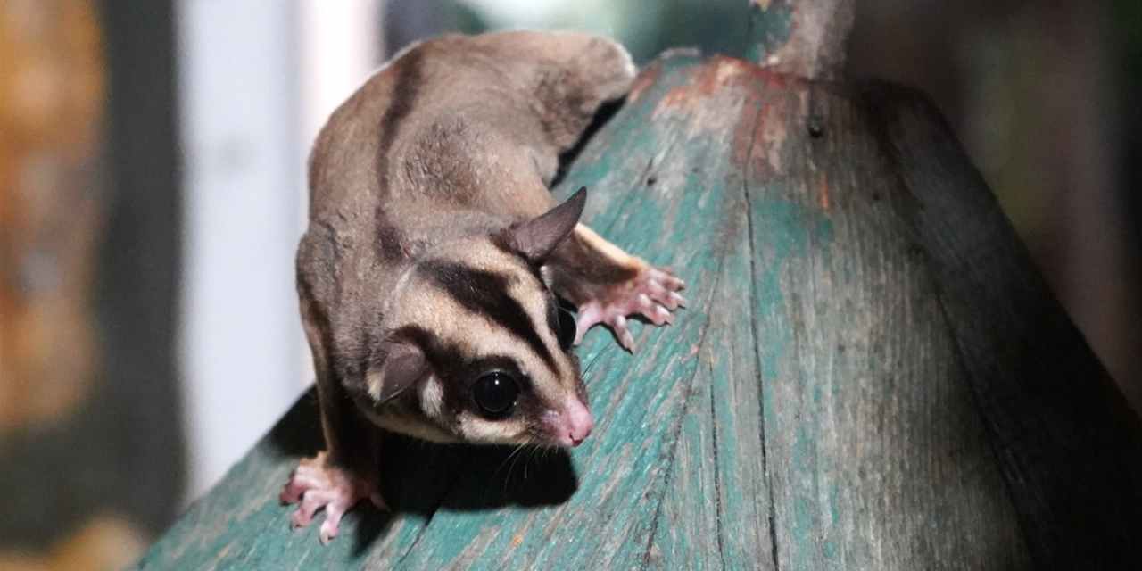 Antalya’da ‘uçan sincaplar’ için özel rehabilitasyon süreci başladı