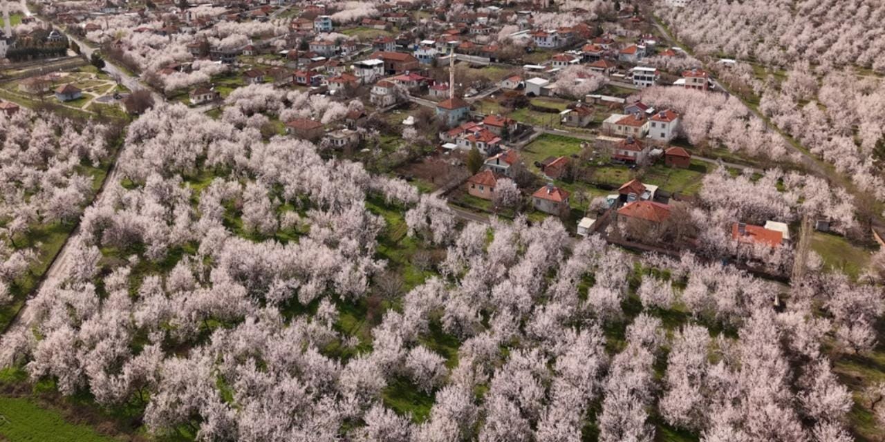 Malatya'da kayısı ağaçları çiçek açtı: Geçen yıl zirai don vurmuştu!