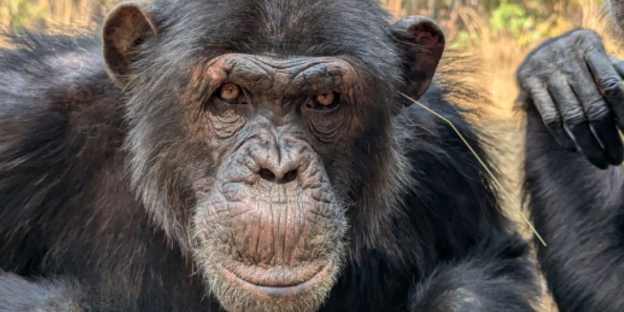 Şempanzeler arasında yayılan garip moda trendi: İnsandan görmüşler