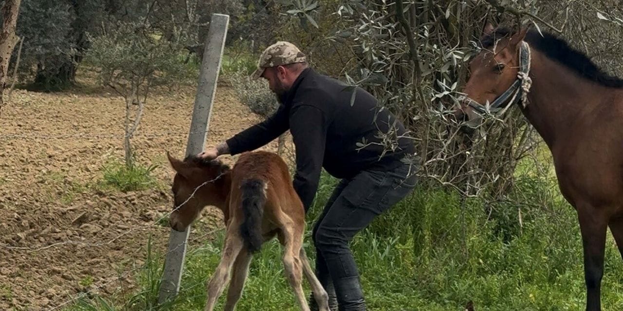İncirliova'da mahsur kalan tayı esnaf kurtardı