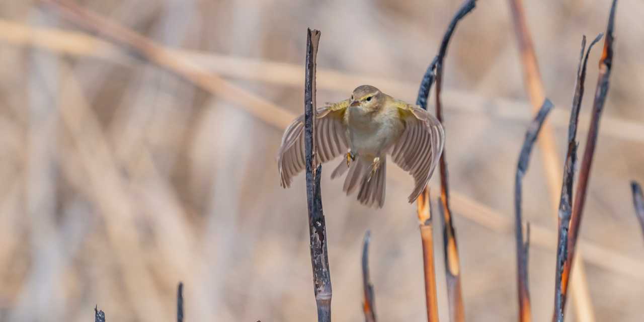 İskandinav yarımadasından Türkiye’ye göçtü: Diyarbakır’da ortaya çıktı
