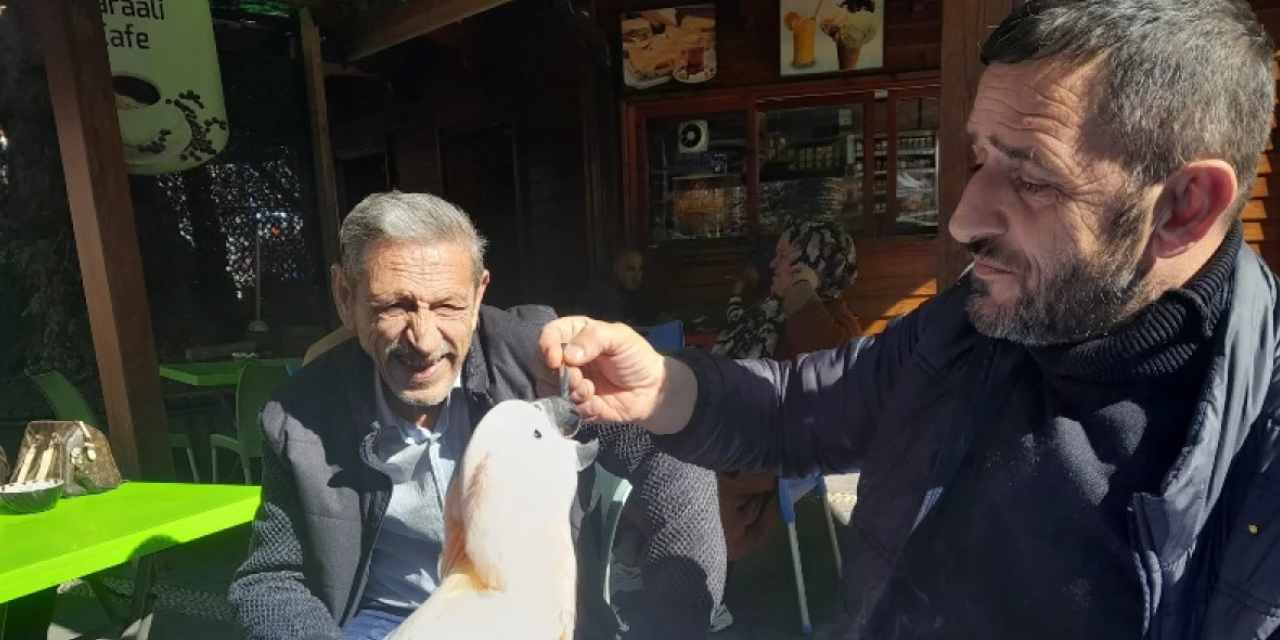 Yolu Rize'ye düşen papağanı çay tiryakisi yaptılar: Her yemden sonra çay demliyorlar