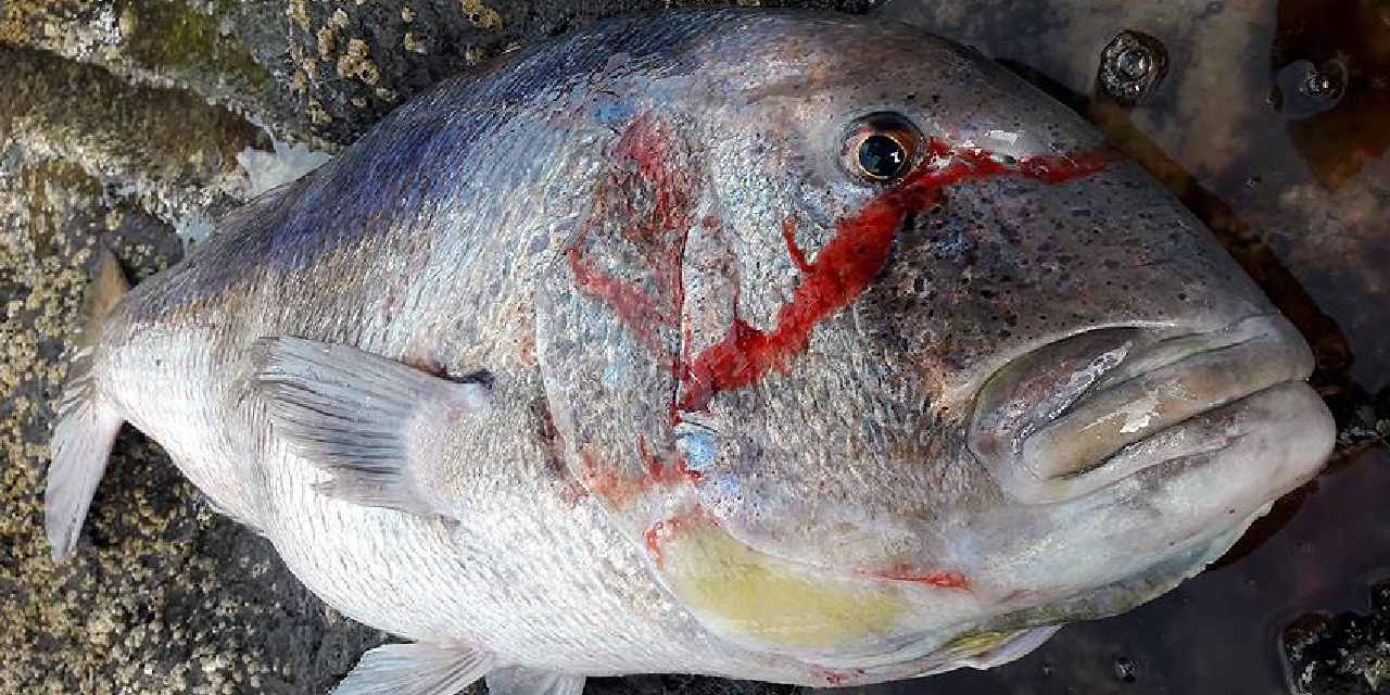 Ege ve Akdeniz kıyılarında yaşıyor: Bu balığın kilosu bin 422 lira