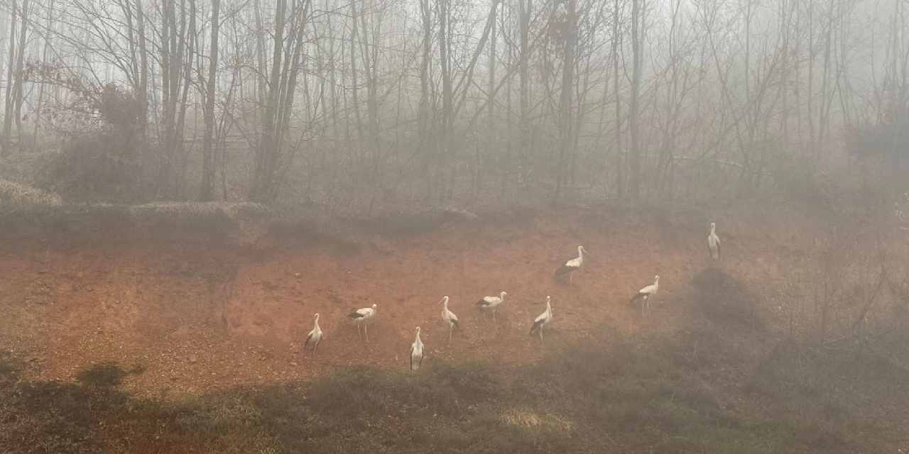 Afrika'dan Avrupa'ya göç ediyorlar: Kırklareli'nde mola verdiler