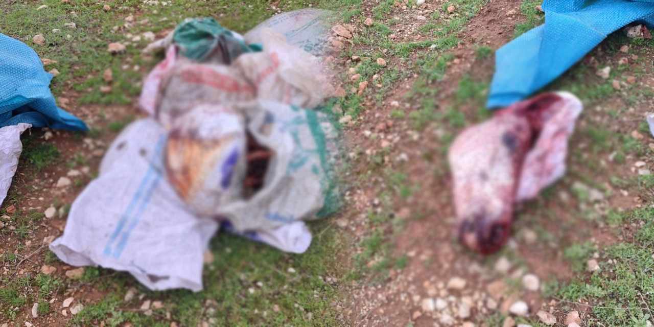 Şanlıurfa'da tarlada vahşet! Çuvallar dolusu kesilmiş at başı bulundu