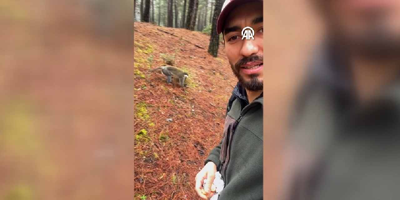 Denizli'de bir haftada ikinci maymun vakası! Simitle oyalayıp ihbar etti