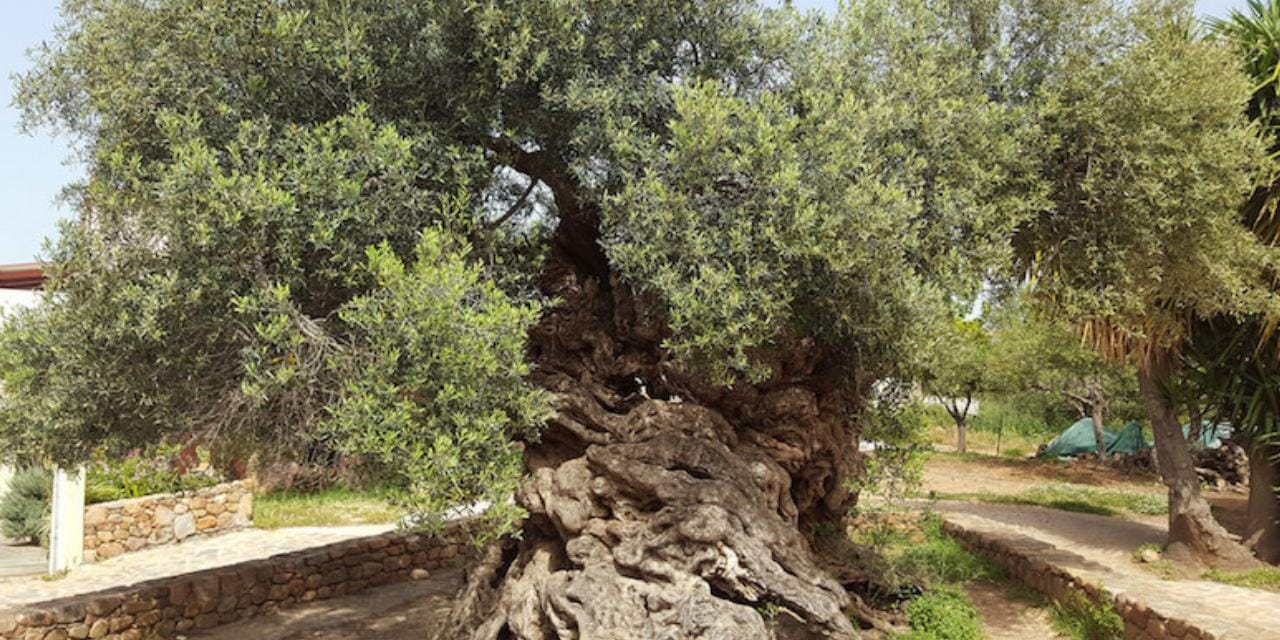 Dünyanın en yaşlısı, yaşı dahi hesaplanamıyor: Hala meyve veriyor