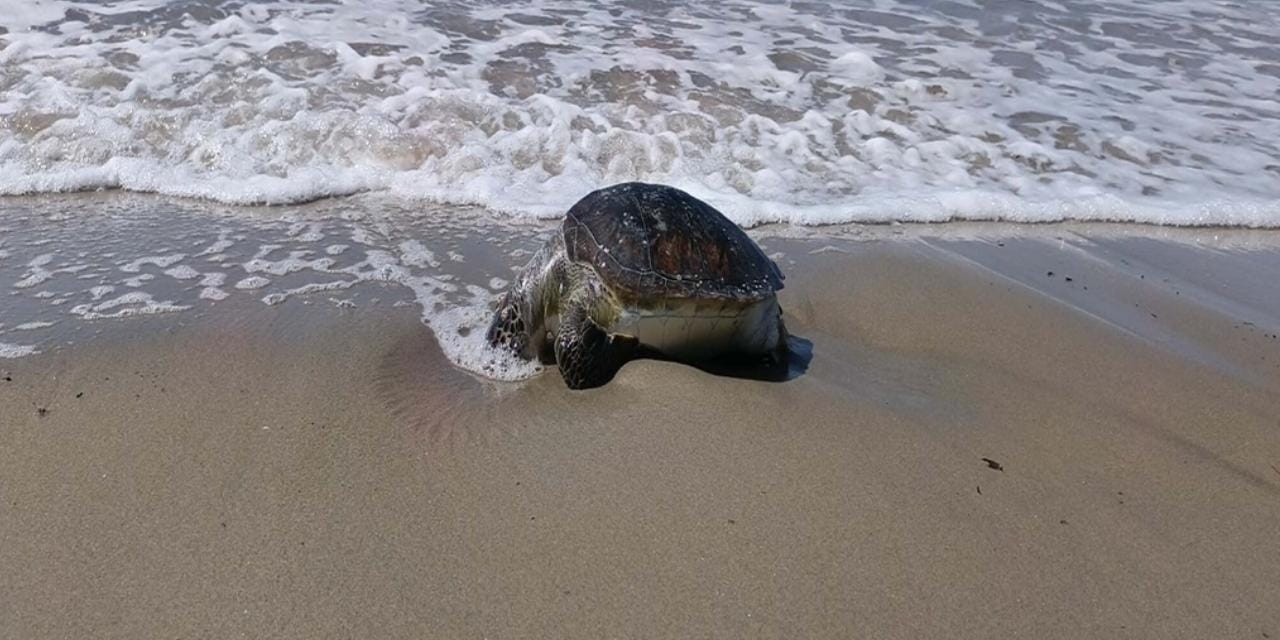 Deniz kaplumbağası ölü halde sahile vurdu: Sayı 8’e çıktı