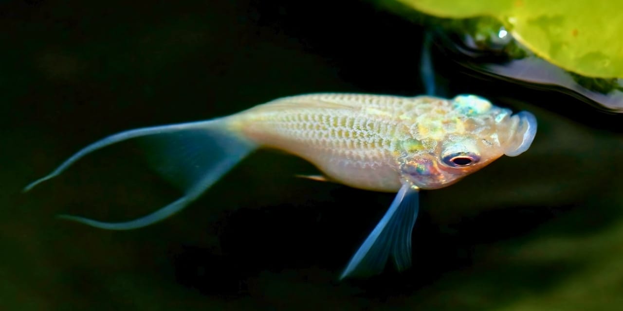 Bu balıkların hepsi dişi: 100 bin yıldır erkek olmadan ürüyorlar