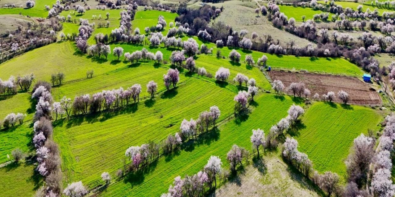 Bahar geldi, Pertek renk cümbüşüne döndü