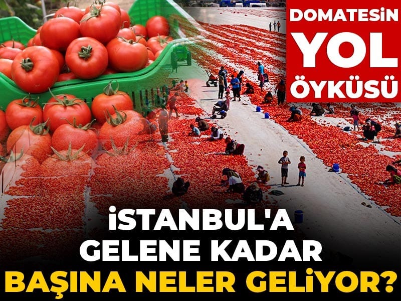 Domatesin yol öyküsü: İstanbul'a gelene kadar başına neler geliyor?