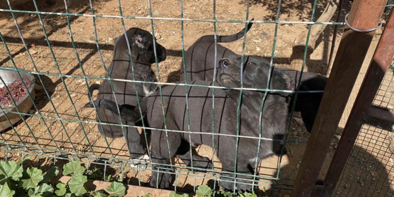 26 günlük yavru köpeklerin kulakları kesildi: İşletmeye ceza yağdı