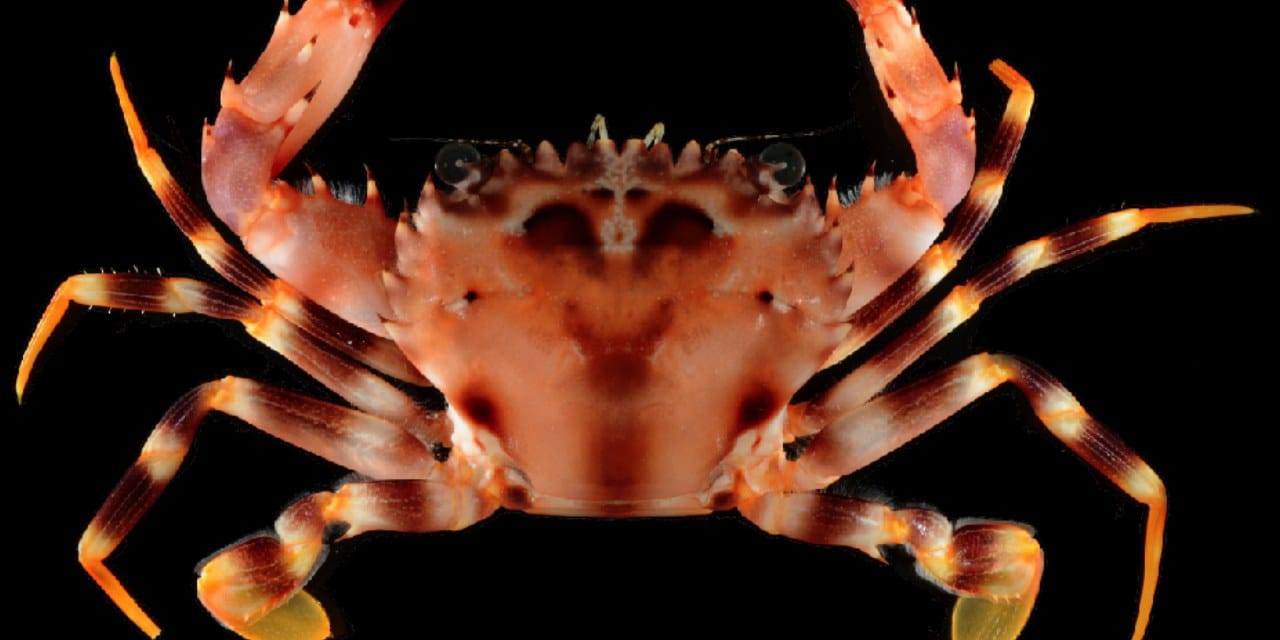 Akdeniz’de yeni istila: Yengeç türü hızla yayılıyor