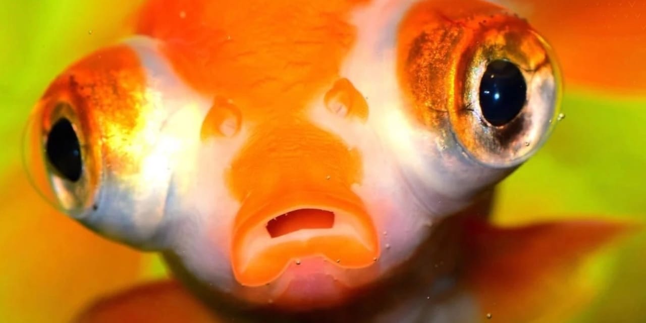 Balıklarda 'üçüncü göz' var! İşlevi ilk kez açıklandı