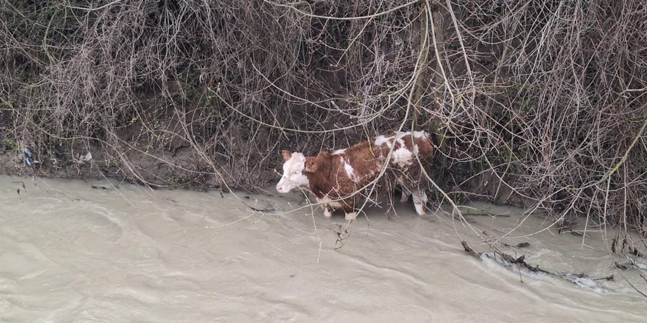 Dereye düşen buzağı için köylüler seferber oldu