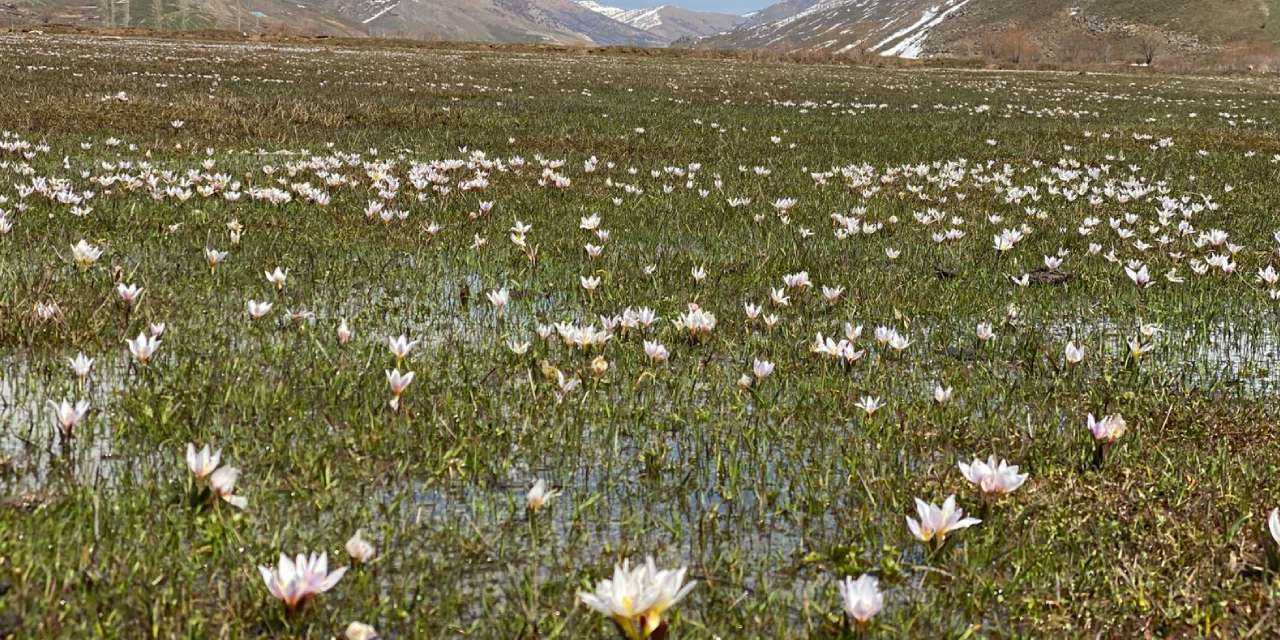 Kışın 1 metreyi aşan kar baharla yerini çiçeklere bıraktı