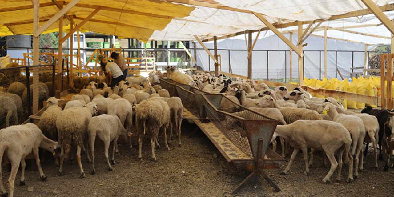 Kurban pazarında çıkmaz: Küçükbaş fiyatları 35 bin liraya dayandı!