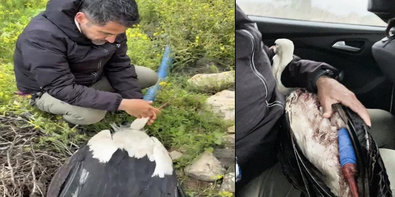Binlerce kilometre uçtu Hatay'da vuruldu: Yaralı leylek tedaviye alındı