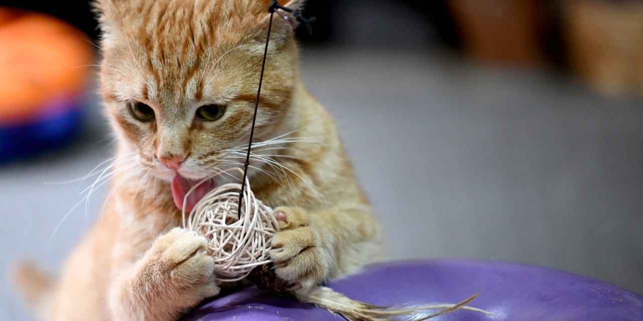 Ölümle burun burunaydı! Hayata dört elle sarıldı, şimdi yuva arıyor