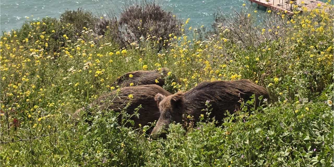 Kuşadası’nda yaban domuzları şehir merkezine indi