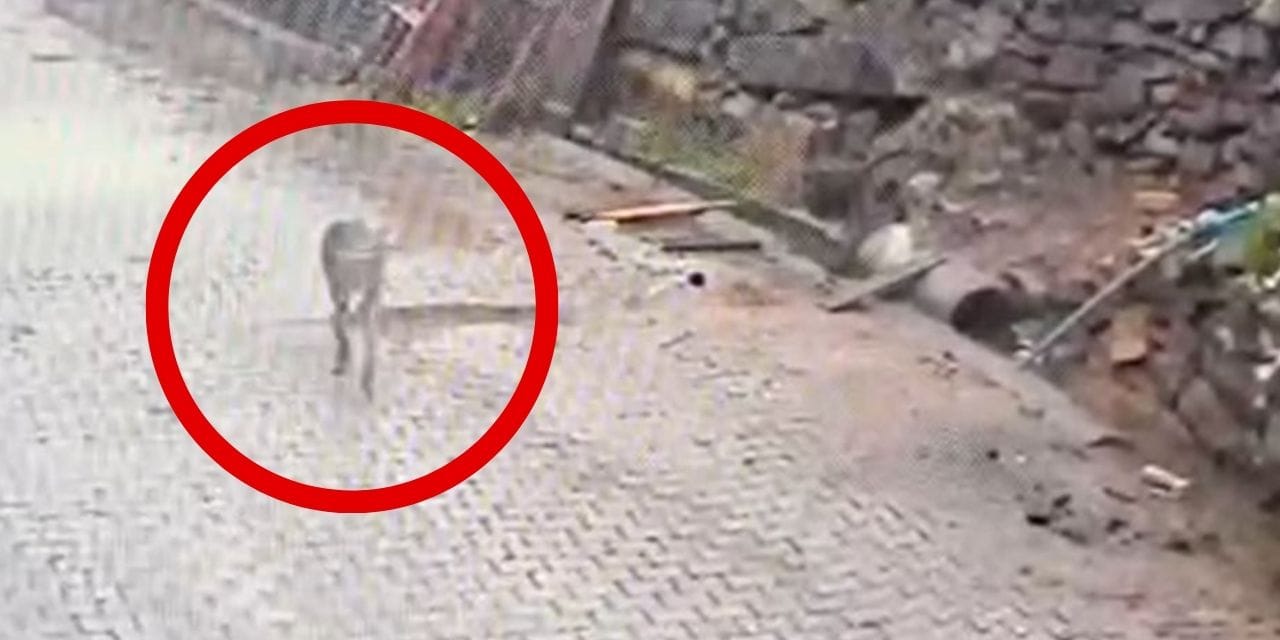 Kurt karnını doyurmak için mahalleye indi