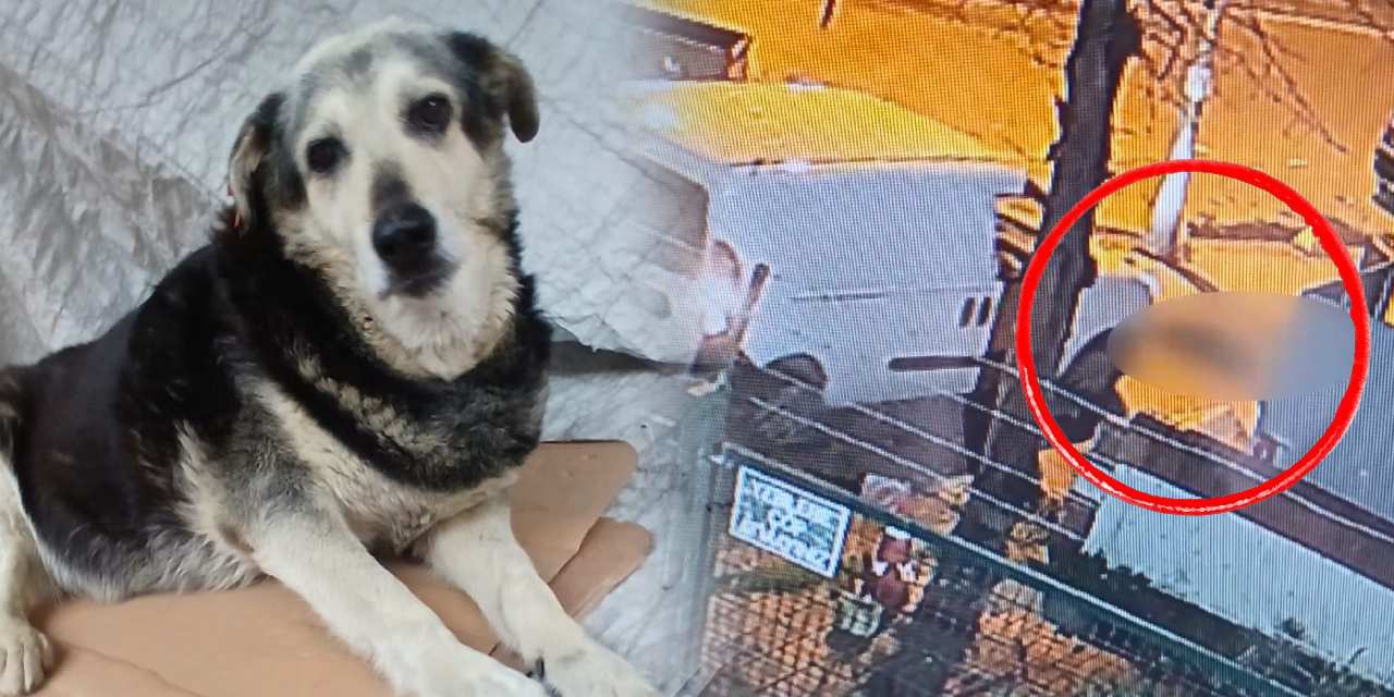 Göz göre göre aracıyla köpeği ezdi: Bir daha üzerinden geçerek gitti!