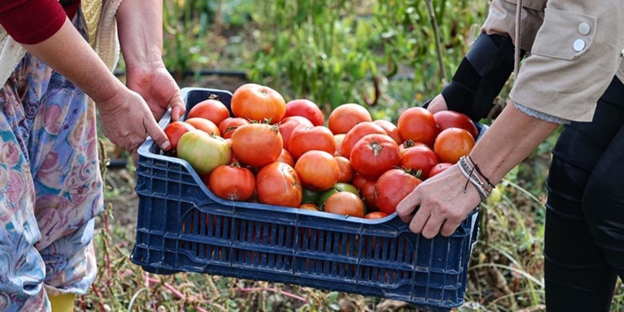 Domatesin şampiyonları belli oldu: İtalya zirvede, Türkiye listede