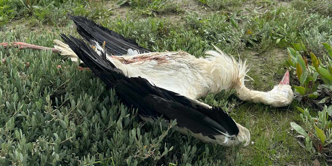 Hatay'da göç yolundaki 5 leylek silahla vuruldu