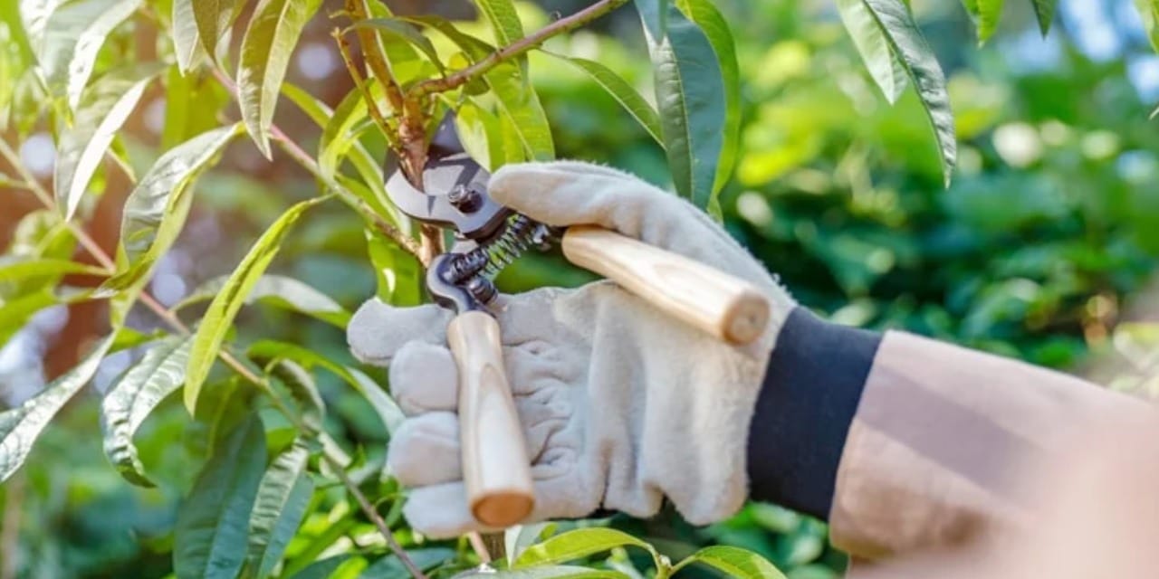 Kapısının önündeki ağacı budadı, bir daire parası ceza yedi