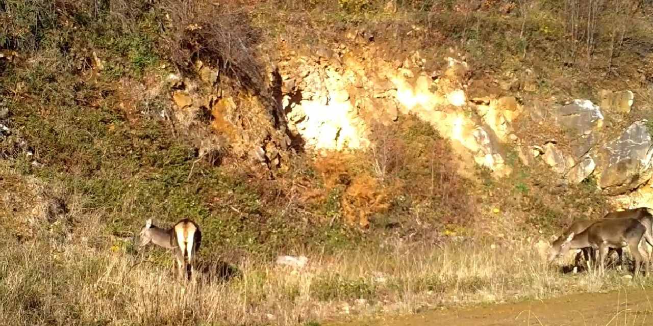 Bursa'da görüntülendiler! Boyları 2 metreye kadar ulaşıyor