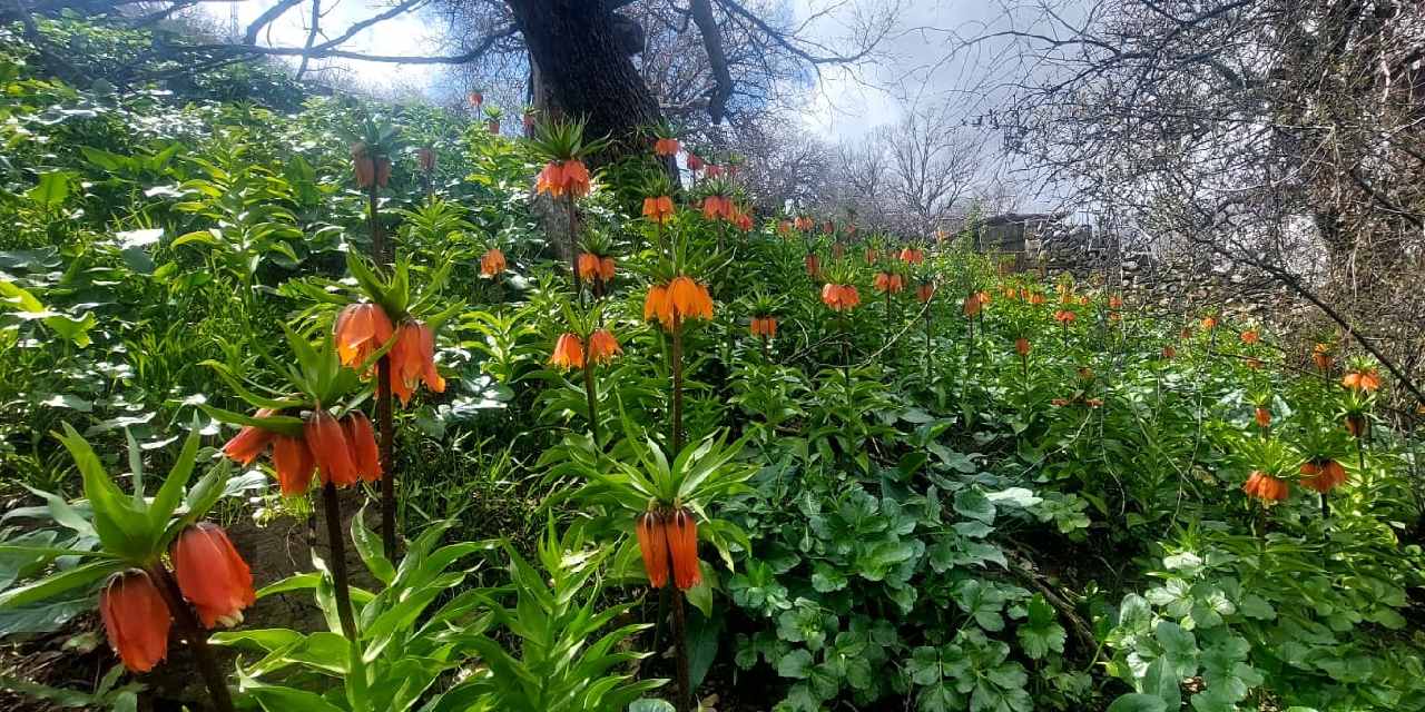 ’Ağlayan gelin’ olarak biliniyor! Bir aylık ömrü olan bu çiçeği koparmanın cezası 700 bin lira