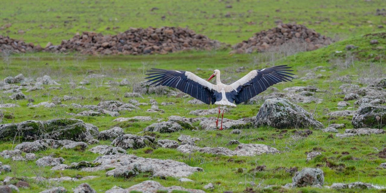 Dicle Vadisi’nde leylekler bu yıl ölüme değil, yaşama kanat çırpıyor
