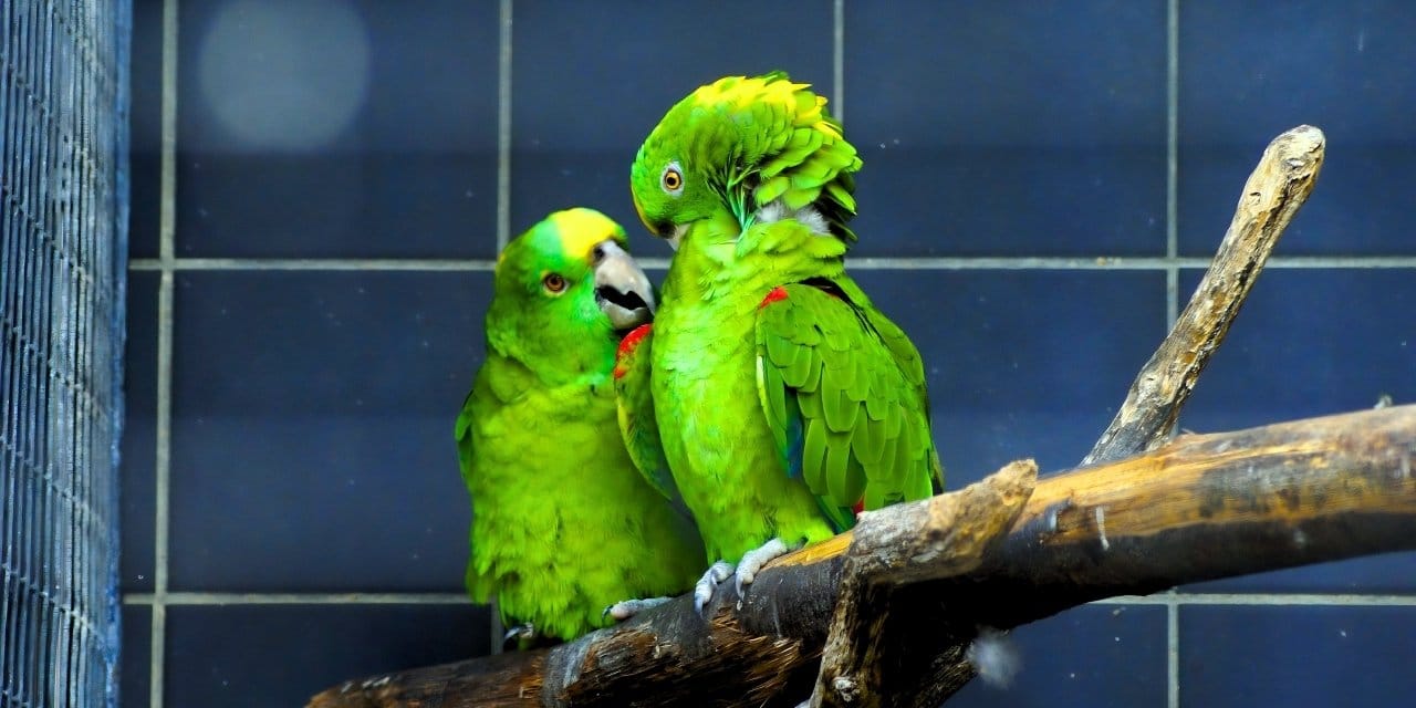 Bu papağanlar aralarında insan gibi konuşuyor