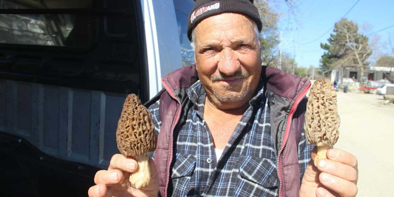 Kazdağları'nın eteklerinde topluyorlar: Kilosu bin lira!