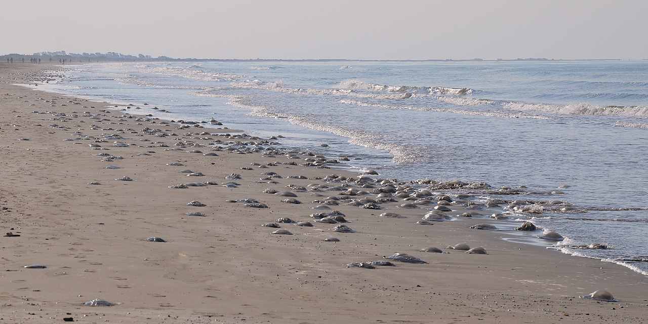 Kızıldeniz'den gelip Mersin'de kıyıyı sardı: "Dokunmayın" uyarısı yapıldı