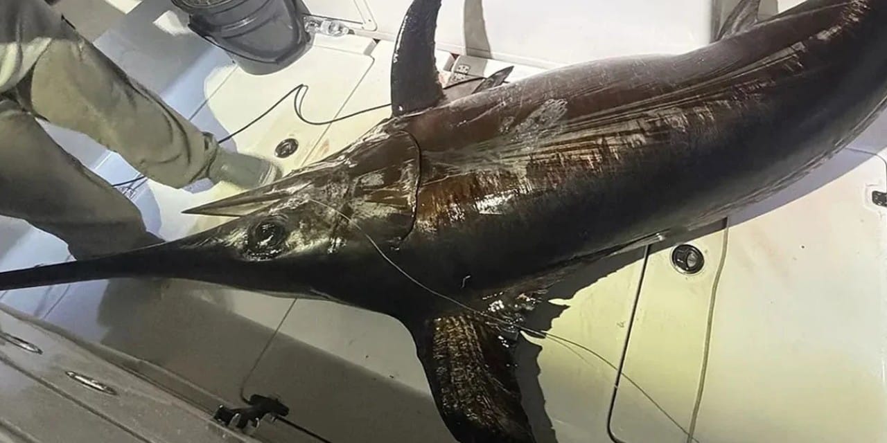 Okyanusun deviyle 5 saatlik düello: Tüm kasaba bu balıkla doydu