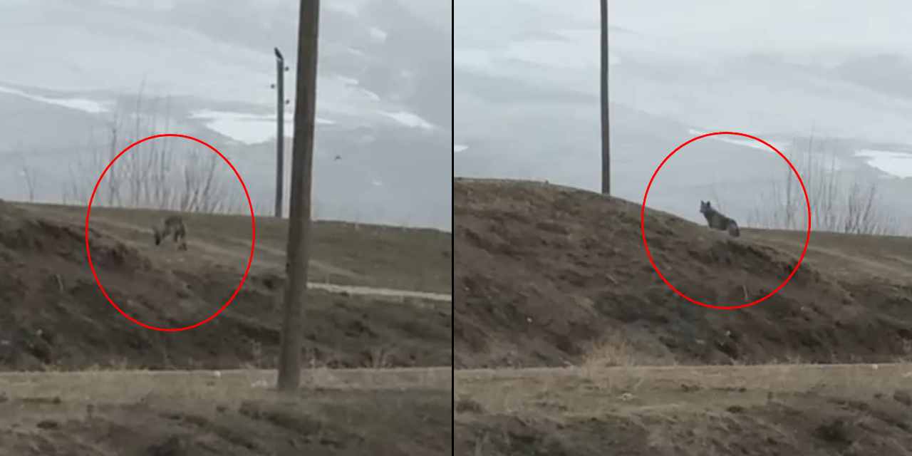 Güpegündüz kent merkezine indi! "Dikkatli olun" uyarısı yapıldı