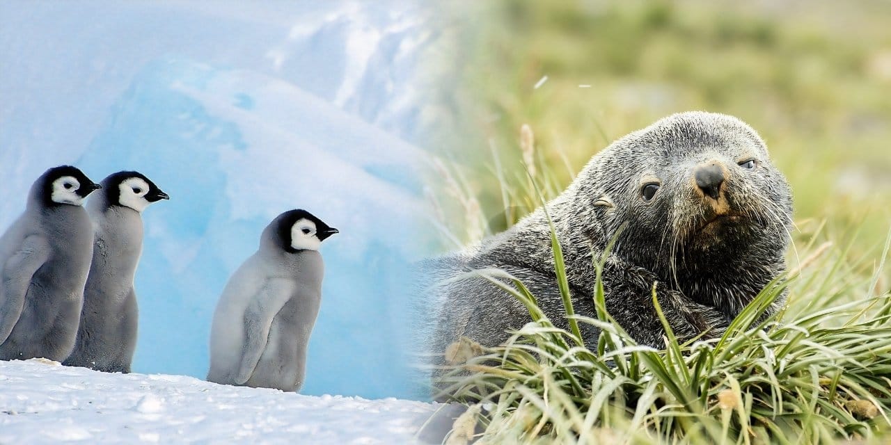 Küresel ısınma Antarktika'yı vurdu: İki türün daha nesli tükeniyor
