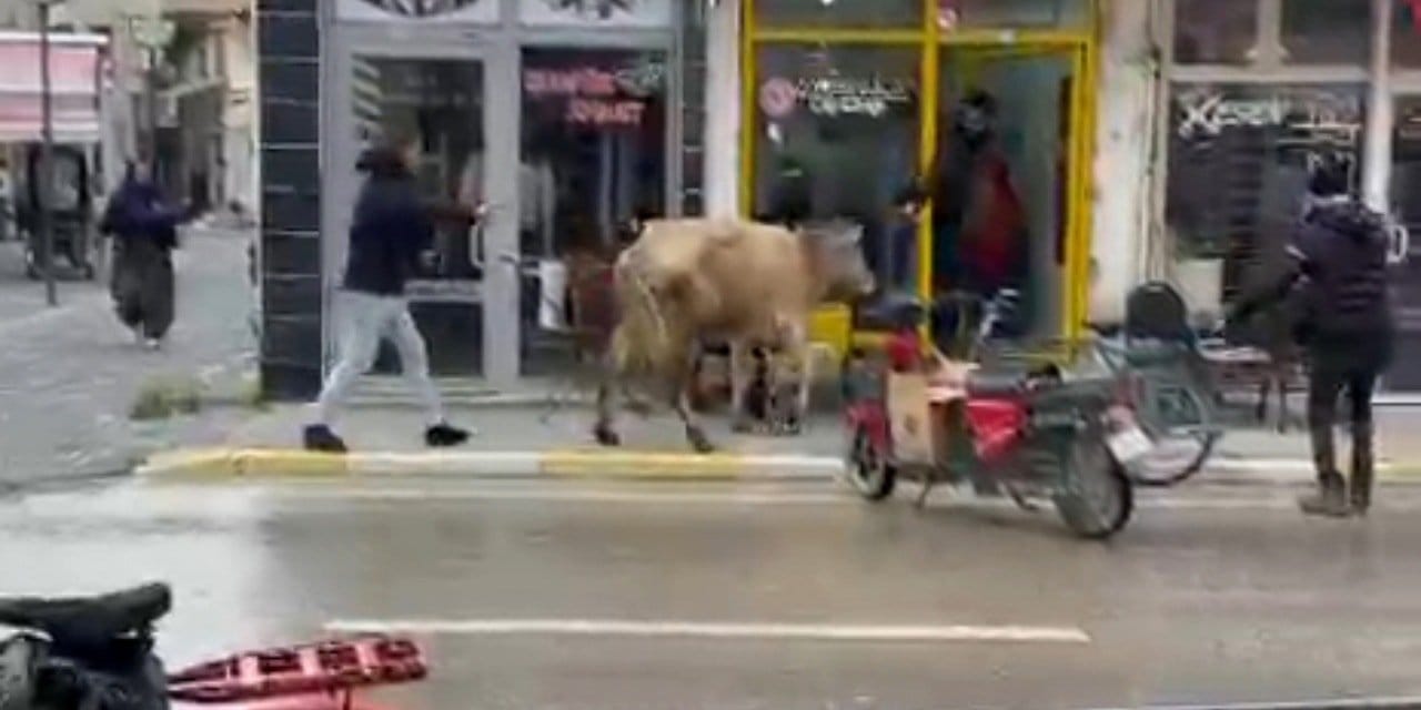 Çarşı karıştı: Kaçan inek dükkanlara daldı