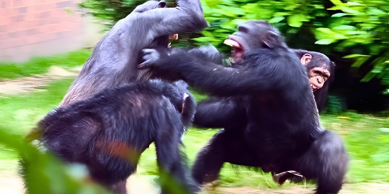 Şempanzeler arasında iç savaş çıktı: 500 yılda bir görülen olay