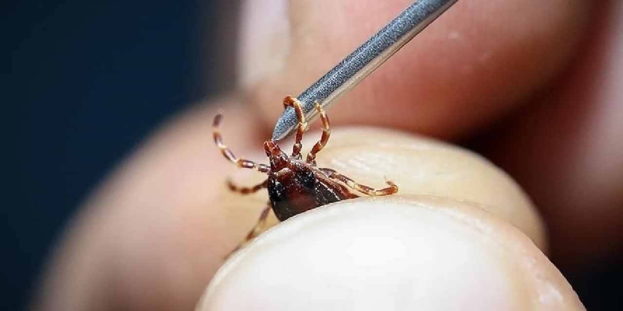 Türkiye'de 56 tür tespit edildi: Profesör kene tehlikesine karşı uyardı