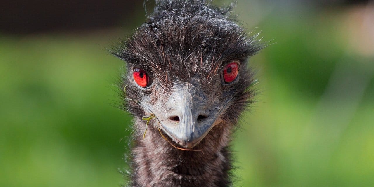 Avustralya savaşı kaybetti