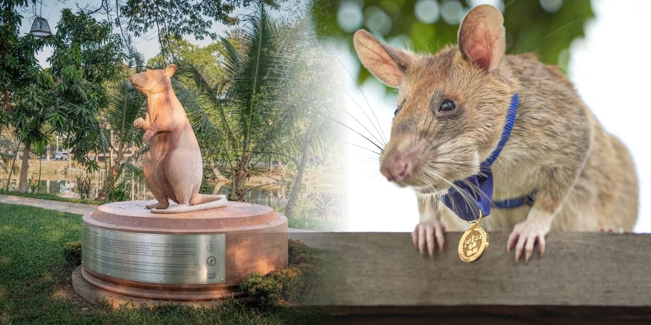 Altın nişanlı kahraman sıçan için 7 metrelik heykel dikildi