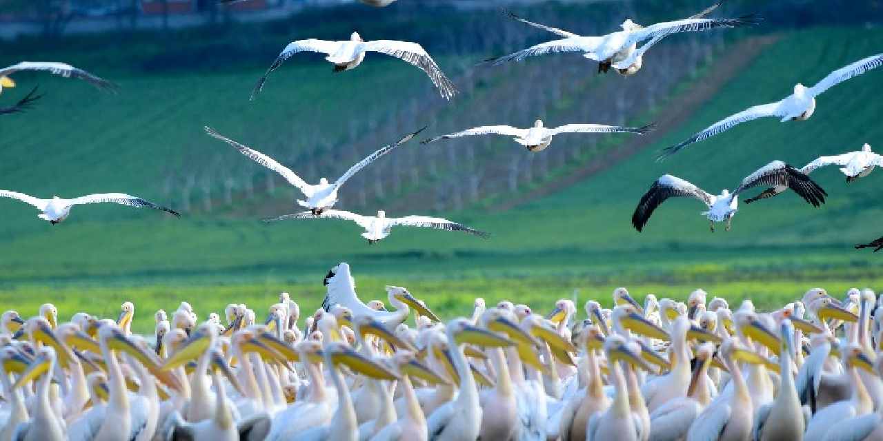 Boğazköy Barajı'nda mola verdiler: Fotoğraf sanatçısı o anları görüntüledi