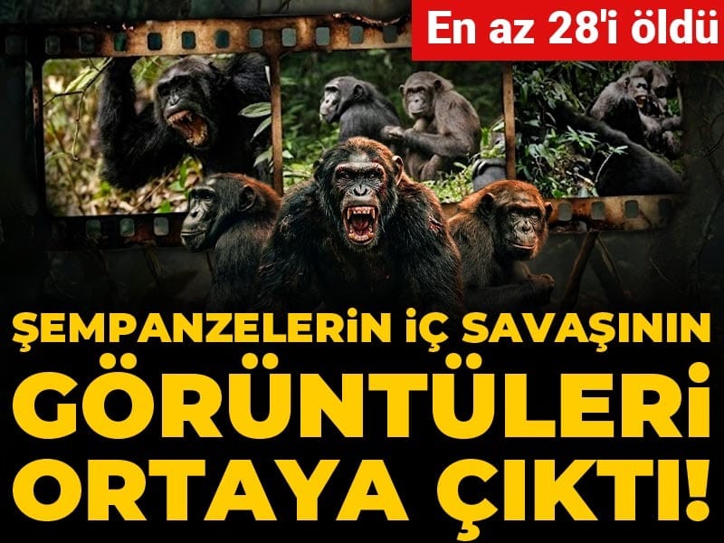 Şempanzelerin iç savaşının görüntüleri ortaya çıktı! En az 28'i öldü