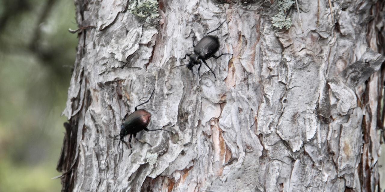 İstila durdurulacak: 10 bin böcek doğaya salınıyor!