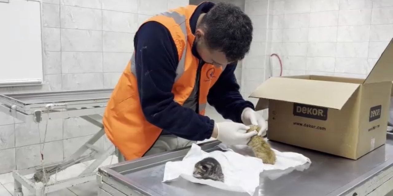 İki yavru kedi kalp masajıyla yaşama tutundu