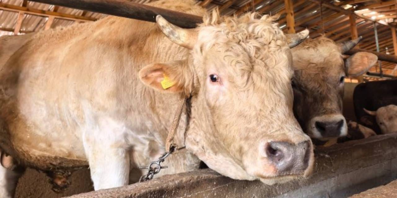 Kurbanlık boğa Paşa araba fiyatına satışa çıktı! Tamı tamına 1,1 ton